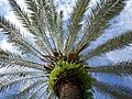 Phoenix dactylifera100 4209