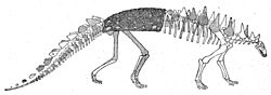 Archivo:Polacanthus skeleton