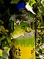 R Whites lemonade (2)
