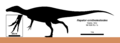 Rapator Skeletal