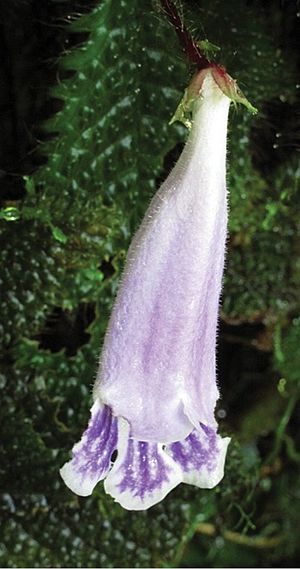 Archivo:Ridleyandra chuana flower - PhytoKeys-025-015-g001-B