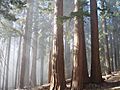 Sequoiagrove2005