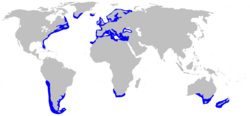 Distribución de la mielga (en azul)