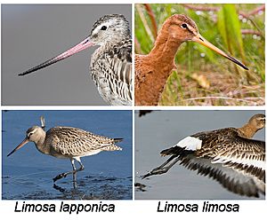 Archivo:Tail-beak limosa lapponica vs limosa limosa