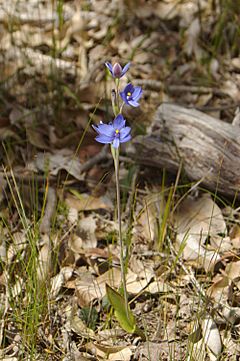 Archivo:Thelymitra crinita gnangarra 06