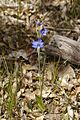 Thelymitra crinita gnangarra 06
