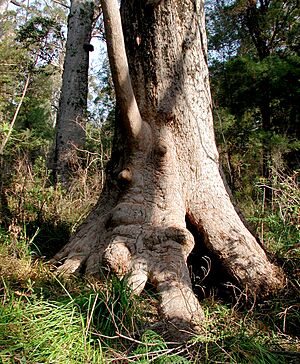 Archivo:Tingle-Tree, Denmark WA