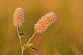 Trifolium arvense - kassiristik Keilas
