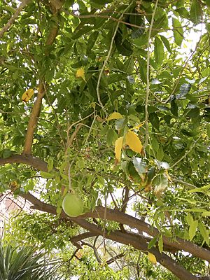 Archivo:Árbol y fruto del zapote