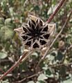 Abutilon palmeri fruit
