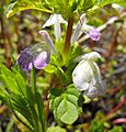 Acanthominthailicifolia2