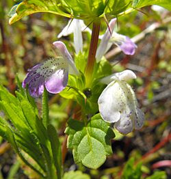 Acanthominthailicifolia2.jpg