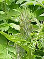 Acanthus mollis2