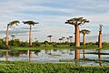 Adansonia grandidieri03