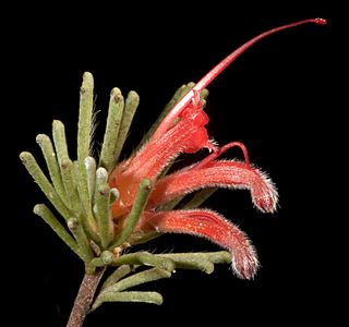 Adenanthos argyreus - Flickr - Kevin Thiele.jpg