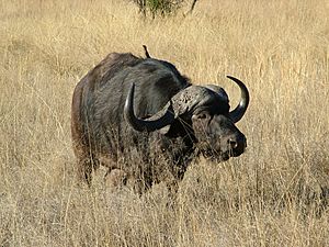 Archivo:African Buffalo