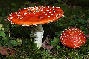 Archivo:Amanita-muscaria-fliegenpilz-b