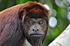 Amazonia 584.jpg