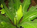 Asplenium-detail