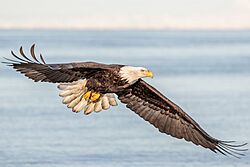 Bald Eagle Fly-by (48713206322).jpg