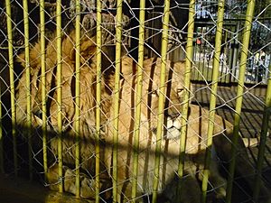 Archivo:Bitola Zoo Lions 2