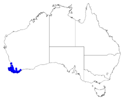 Distribución natural de B. megastigma según Australasian Virtual Herbarium.