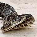 Bothrops alternatus in Brazil b