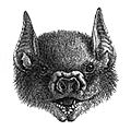 Brachyphylla cavernarum