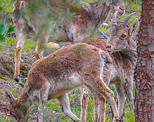 Archivo:Capra pyrenaica en Sierra de Lújar