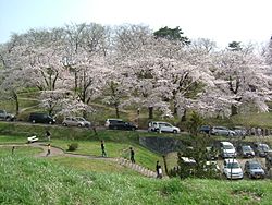 Cherry blossoms akayu 2005-04.JPG