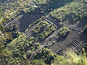 Archivo:Choquequiraoterrazas2