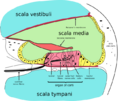 Cochlea-crosssection