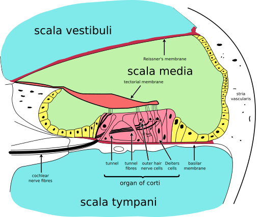 Cochlea-crosssection