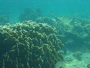 Archivo:Coral off the coast of Cuba