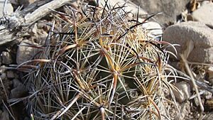 Archivo:Coryphantha kracikii 7
