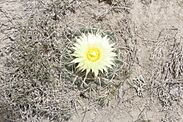 Archivo:Coryphantha pycnacantha 2