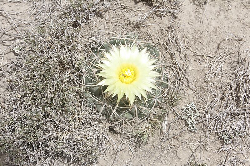 Coryphantha pycnacantha 2