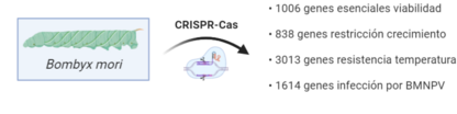 Archivo:Cribado genético con CRISPR Cas en el gusano de la seda