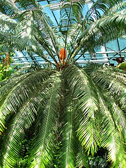 Archivo:Cycas circinalis (in a greenhouse) 02
