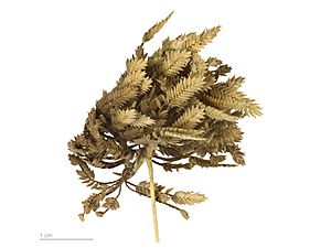 Archivo:Cyperus eragrostis MHNT.BOT.2007.40.47