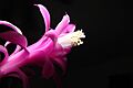 Disocactus flagelliformis Blüte