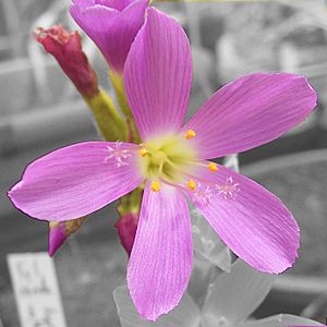 Archivo:Drosera regia flora