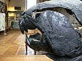Dunkleosteus skull side