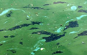 Archivo:Efflorescence verte 3 Cyanobacteria