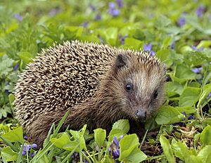 Archivo:Erinaceus europaeus (Linnaeus, 1758)
