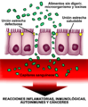Esquema permeabilidad intestinal aumentada