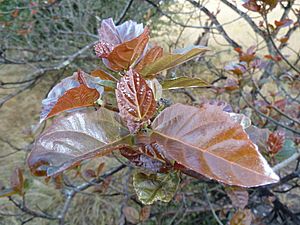Archivo:Ficus sur, vars winterblare, Louwsburg