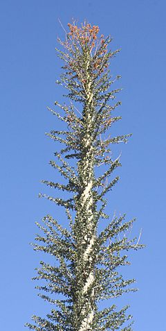Archivo:Fouquieria columnaris 1 - Desert Botanical Garden