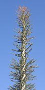 Fouquieria columnaris 1 - Desert Botanical Garden