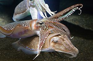 Georgia Aquarium - Cuttlefish Jan 2006.jpg